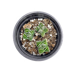 Crassula Buddha's Temple | Buddha's Temple - Lazy Gardens