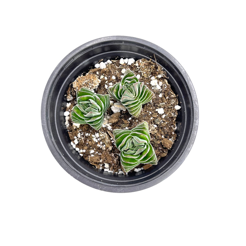 Crassula Buddha's Temple | Buddha's Temple - Lazy Gardens