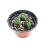 Crassula Buddha's Temple | Buddha's Temple - Lazy Gardens