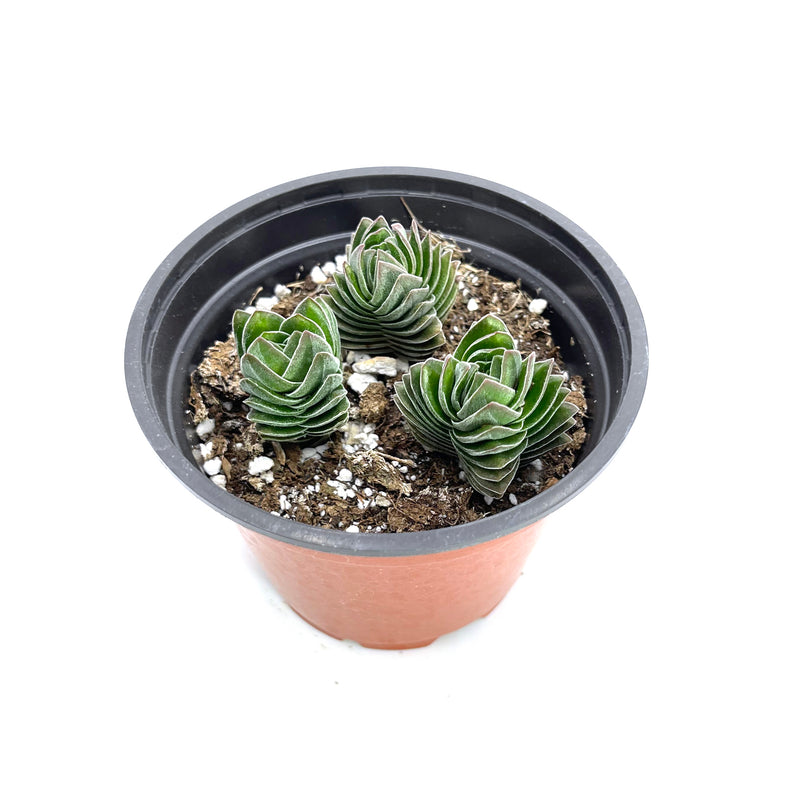 Crassula Buddha's Temple | Buddha's Temple - Lazy Gardens