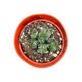 Crassula Buddha's Temple | Buddha's Temple - Lazy Gardens