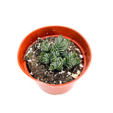 Crassula Buddha's Temple | Buddha's Temple - Lazy Gardens