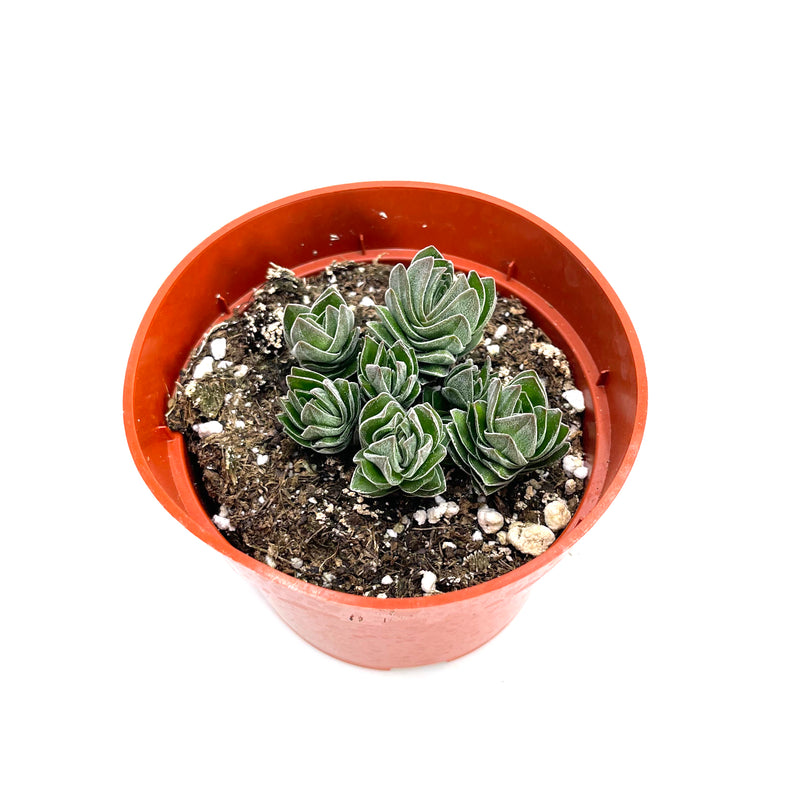 Crassula Buddha's Temple | Buddha's Temple - Lazy Gardens