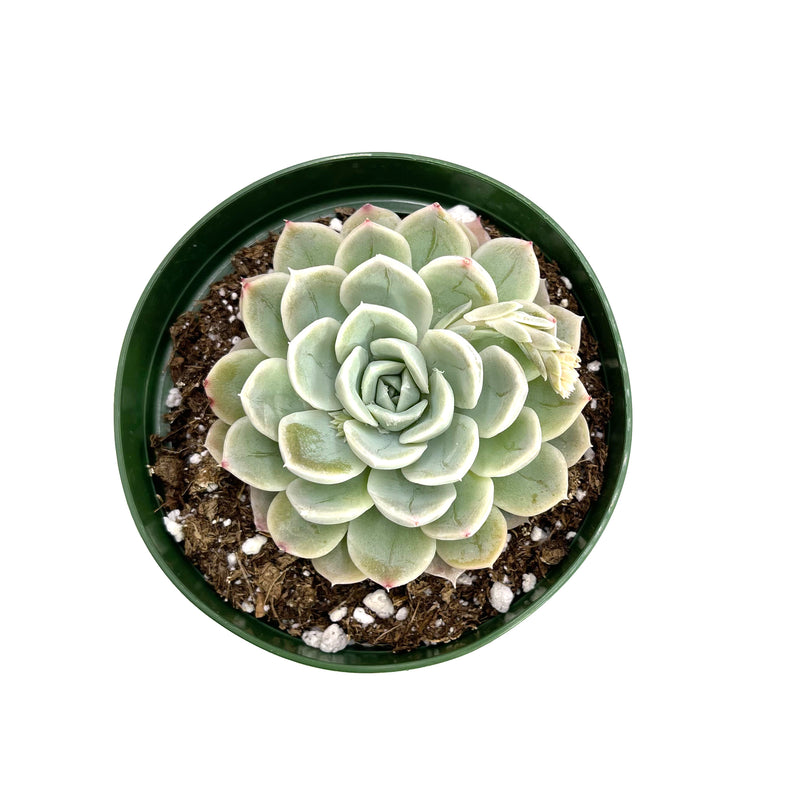 Arctic Ice | Echeveria Arctic Ice