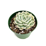 Arctic Ice | Echeveria Arctic Ice