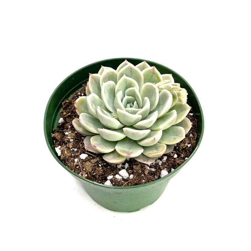arctic ice succulent Echeveria Arctic Ice