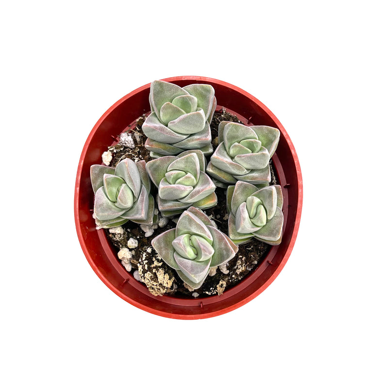 Moonglow Crassula | Crassula Moonglow