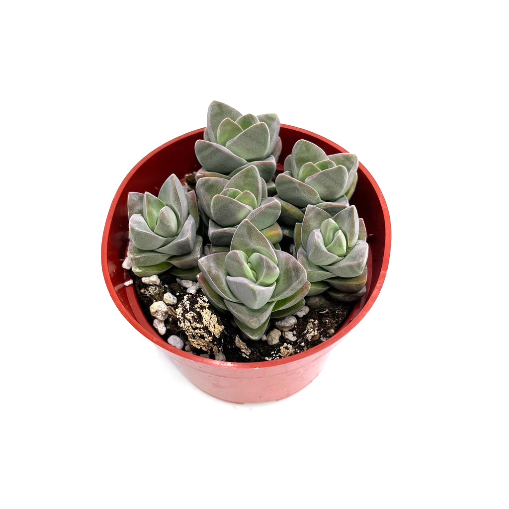 crassula moonglow succulent Crassula Moonglow – Lazy Gardens