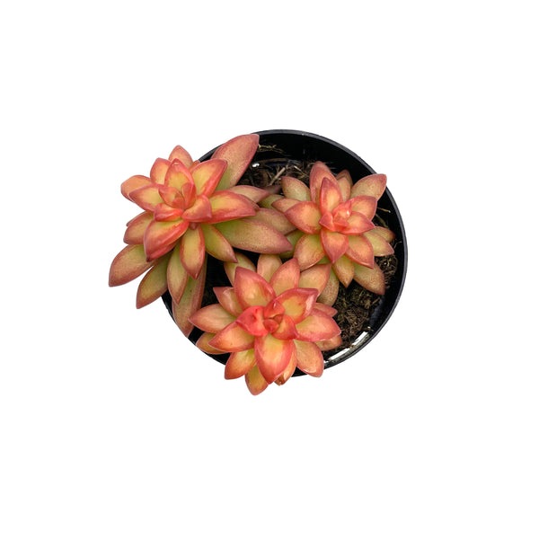 Shooting Stars | Sedum Adolphi