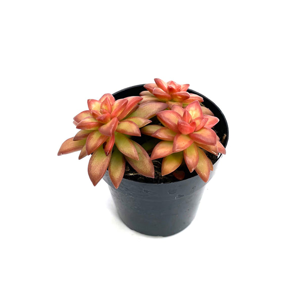 Shooting Stars | Sedum Adolphi