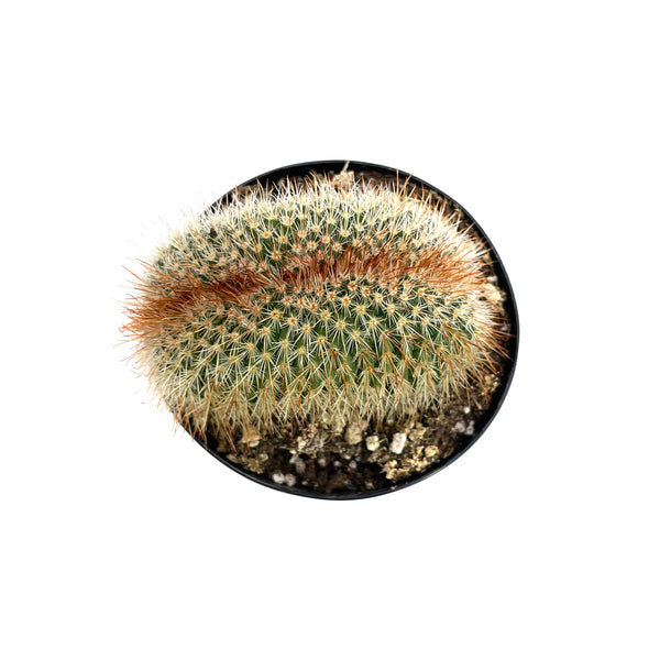 Mammillaria spinosissima cristata | Crested Irishmen Cactus | - Lazy Gardens