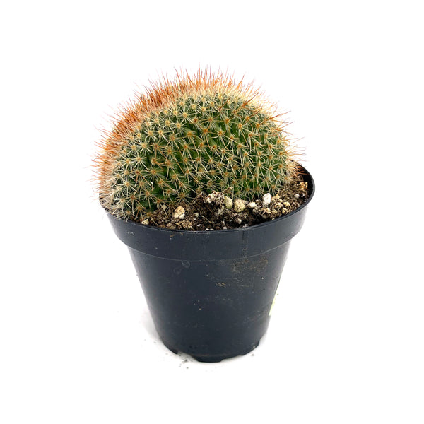 Crested Irishmen Cactus | Mammillaria spinosissima