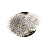 Powder Puff Cactus | Mammillaria Bocasana