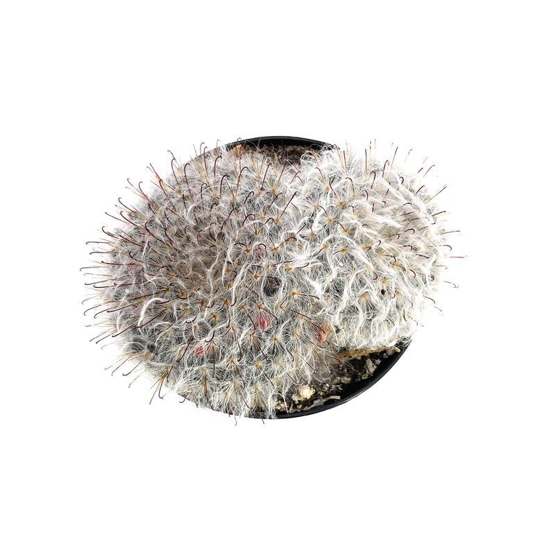 Powder Puff Cactus | Mammillaria Bocasana