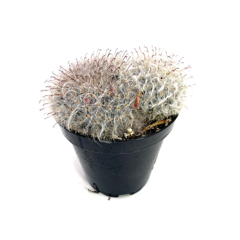 Powder Puff Cactus | Mammillaria Bocasana