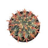 Devils Tongue Cactus | Ferocactus Latispinus