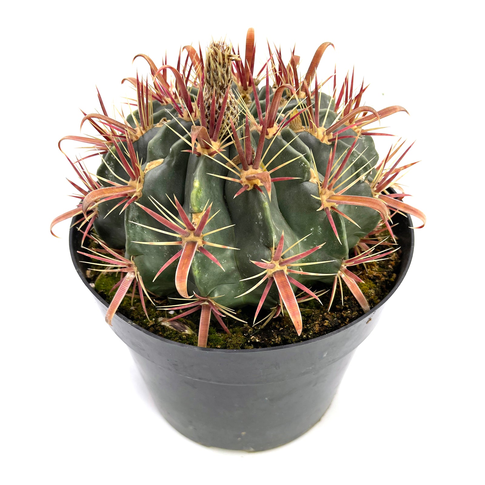 devil's tongue house plant Ferocactus Latispinus