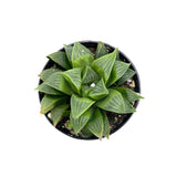 Haworthia Retusa