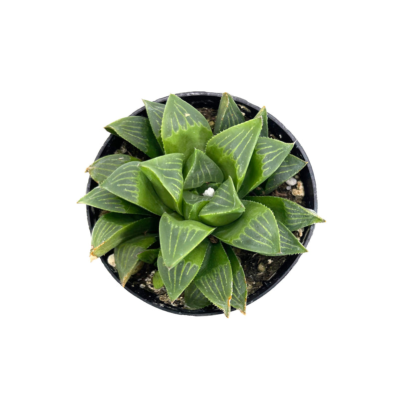 Haworthia Retusa