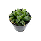 Haworthia Retusa