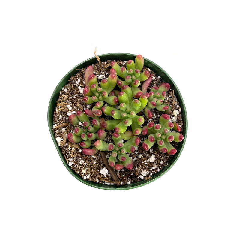Salsa | Sedum Pachyphyllum