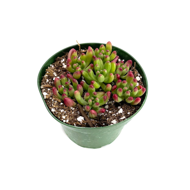salsa succulent Sedum Pachyphyllum