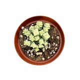 Crassula Tom Thumb Variegata - Lazy Gardens