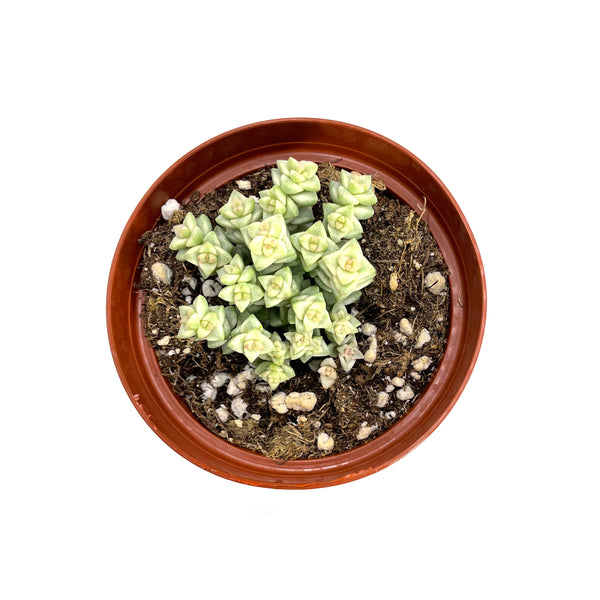 Crassula Tom Thumb Variegata - Lazy Gardens