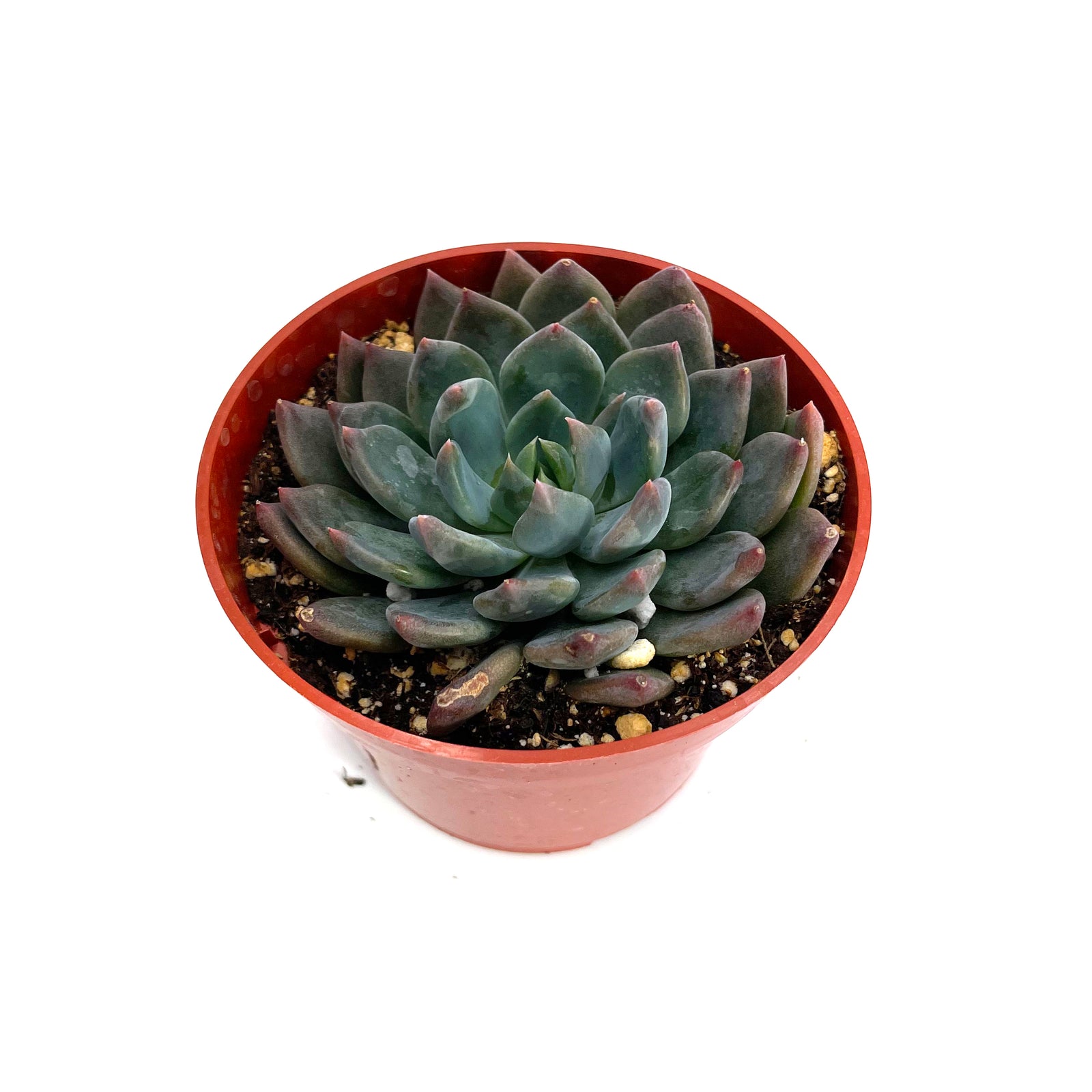 sedeveria dark elf succulent Sedeveria Dark Elf
