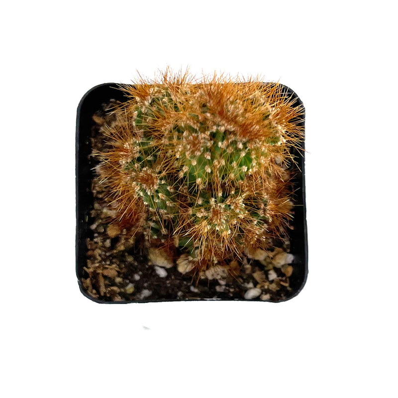 Cereus Peruvianus Monstrose Rojo | Monstrose Apple Cactus - Lazy Gardens