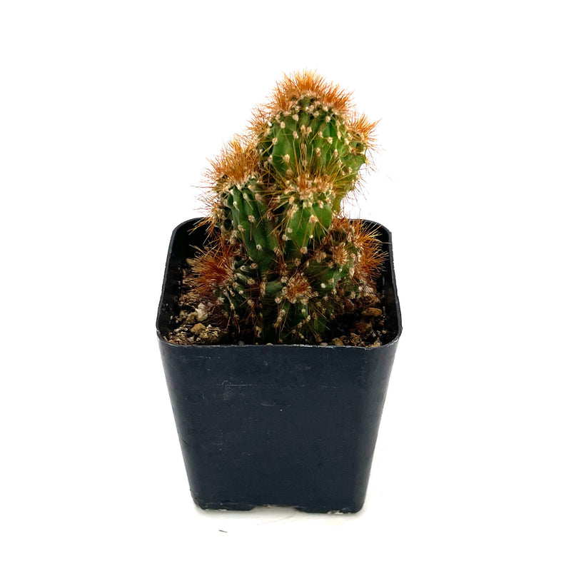 Cereus Peruvianus Monstrose Rojo | Monstrose Apple Cactus - Lazy Gardens