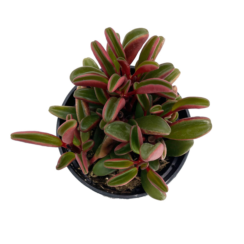 Ruby Glow | Peperomia Graveolens