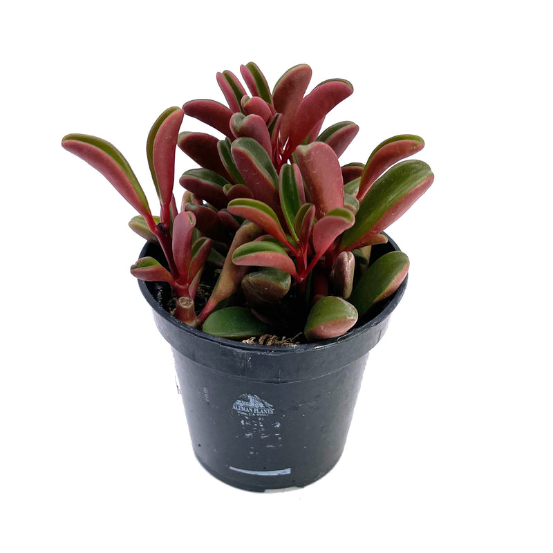 Ruby Glow | Peperomia Graveolens