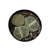 Lithops | Living Stones