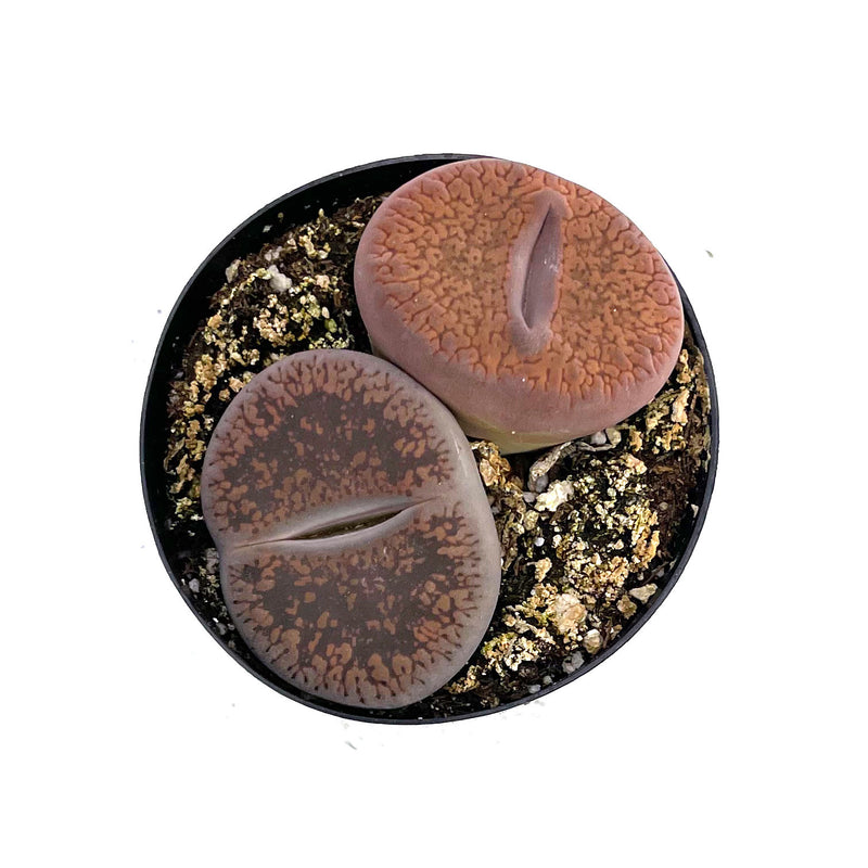 Lithops | Living Stones