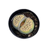 Lithops | Living Stones