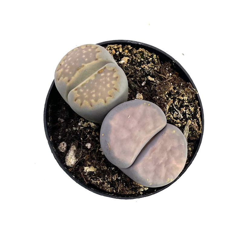 Lithops | Living Stones