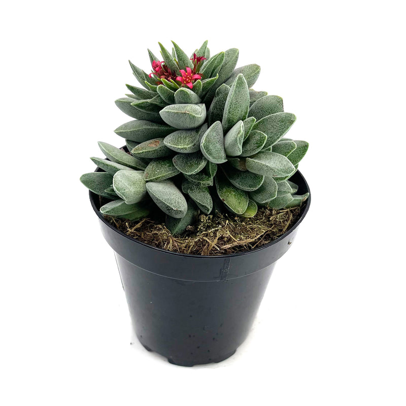 morgans beauty succulent Crassula Morgan's Beauty – Lazy Gardens