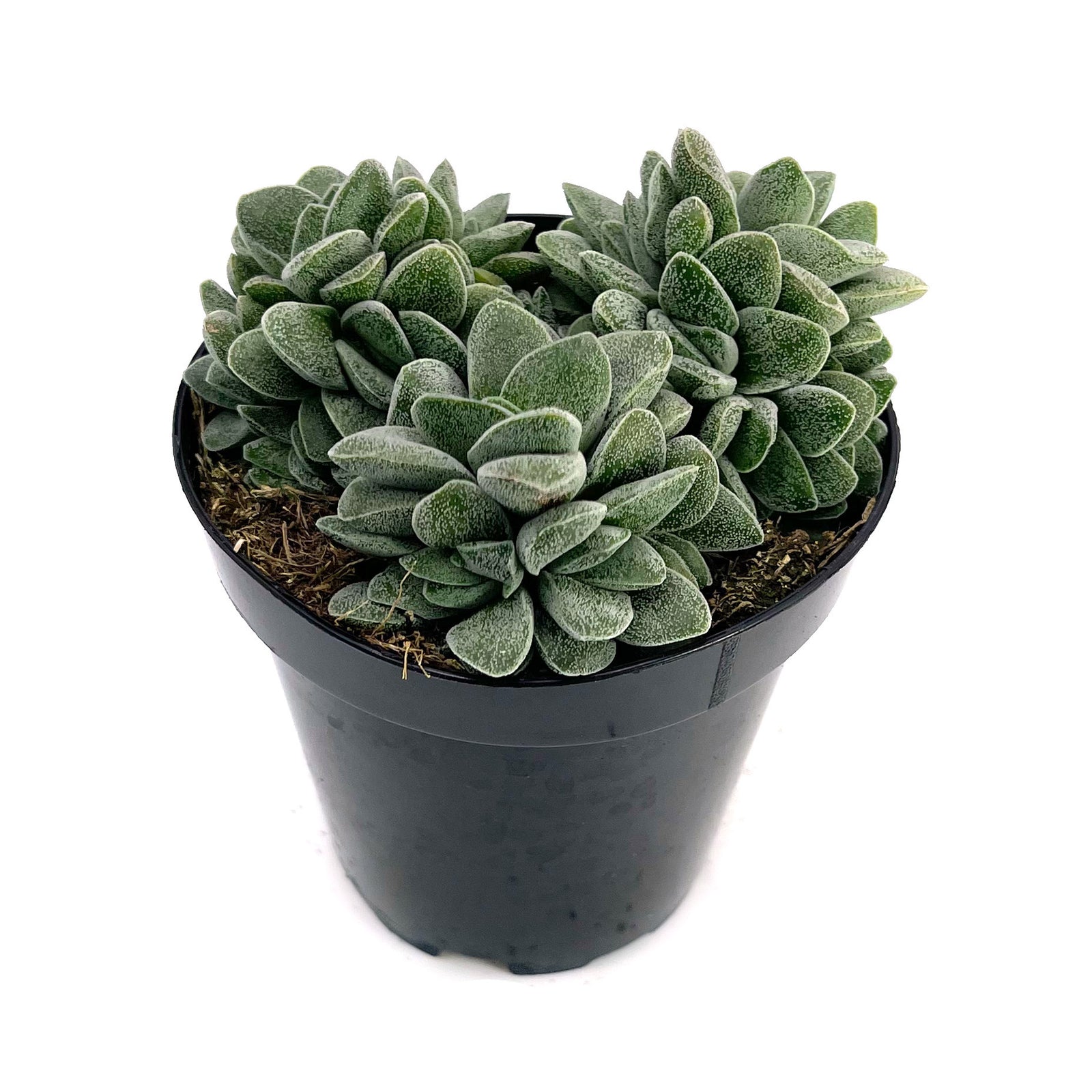 morgan's beauty succulent Crassula Morgan's Beauty – Lazy Gardens