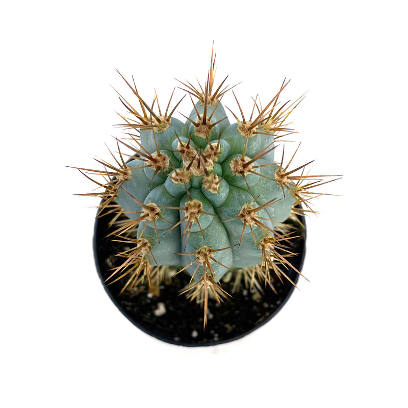 Browningia hertlingiana | Blue Cereus - Lazy Gardens