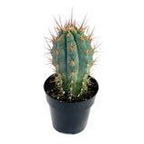 Browningia hertlingiana | Blue Cereus - Lazy Gardens