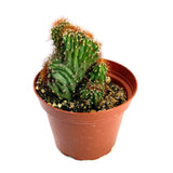 Cereus Peruvianus Monstrose Rojo | Monstrose Apple Cactus - Lazy Gardens
