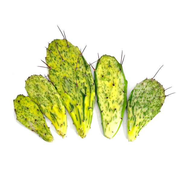 Sunburst Paddle Cactus Cuttings | Opuntia Sunburst