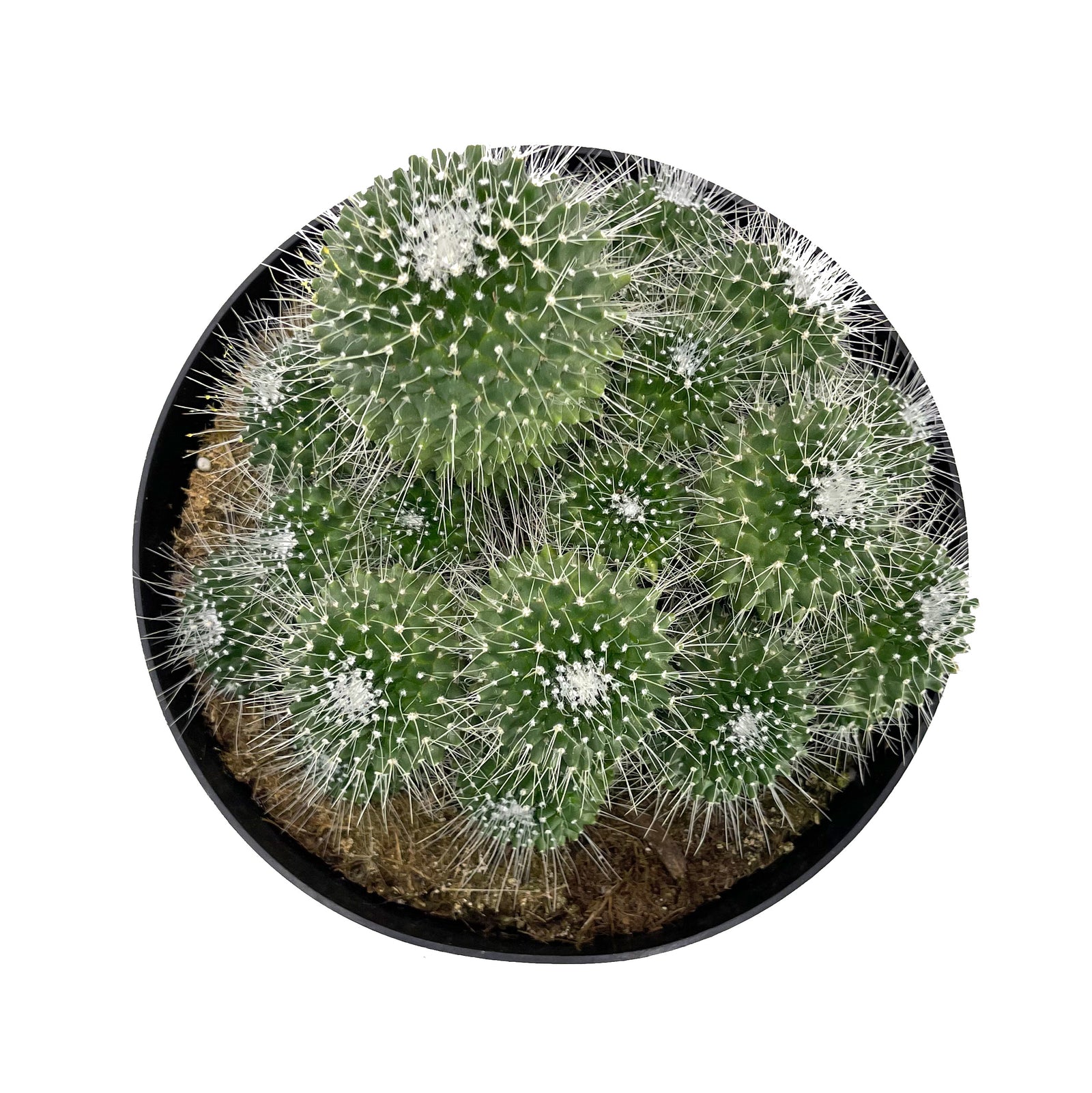 Mammillaria spinosissima