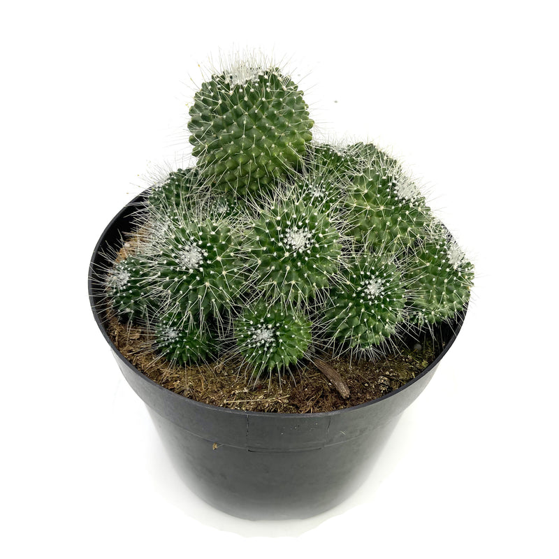 Un Pico Cactus | Mammillaria spinosissima