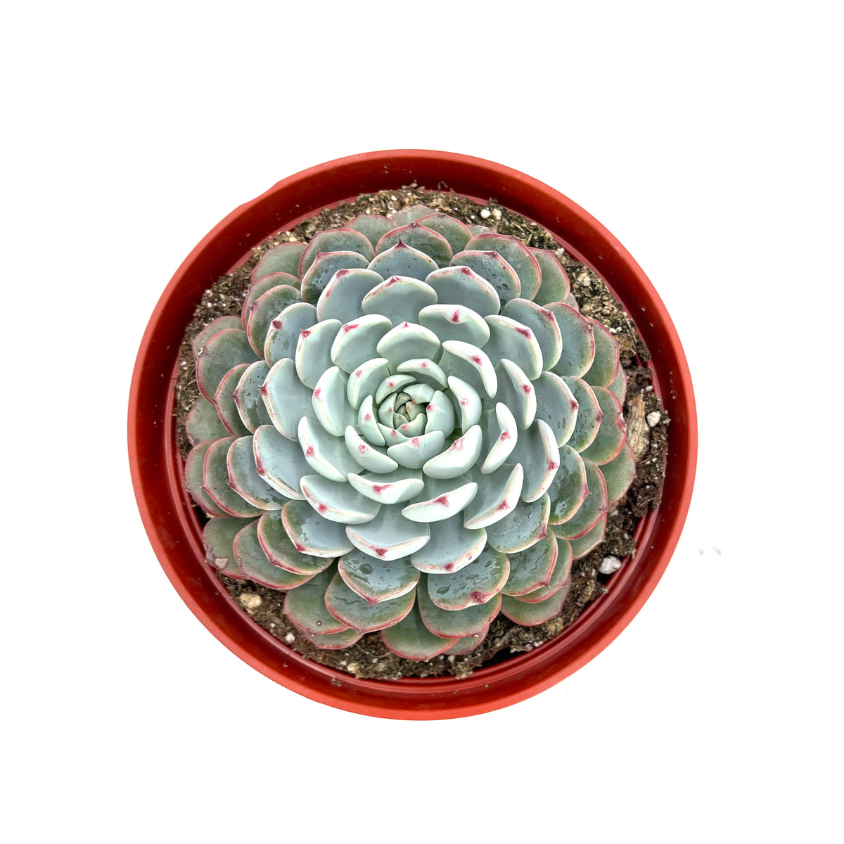 All Products – Lazy Gardens