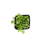 Senecio Rowleyanus | String of Pearls - Lazy Gardens