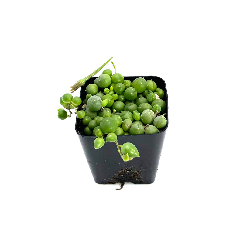 String of Pearls | Senecio Rowleyanus