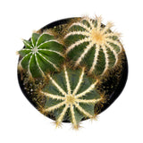Balloon Cactus | Notocactus Magnificus