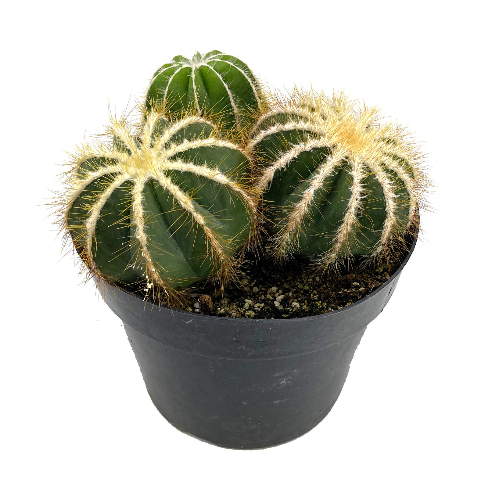 cactus nässepuffer Notocactus Magnificus